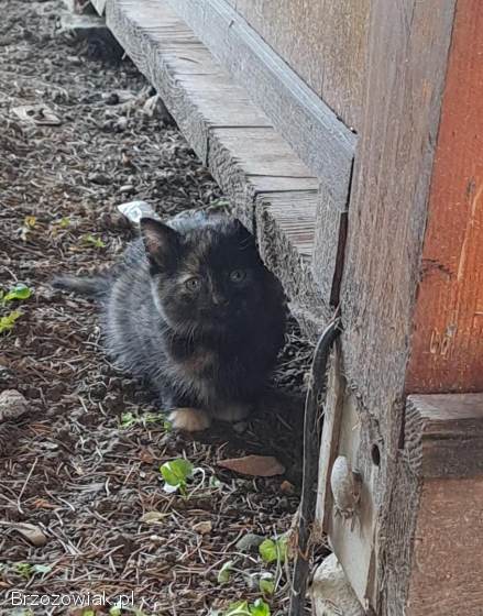 Pilnie oddam kotkę w dobre ręce!