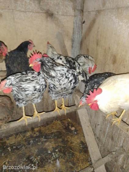 Sprzedam koguty tęczówki