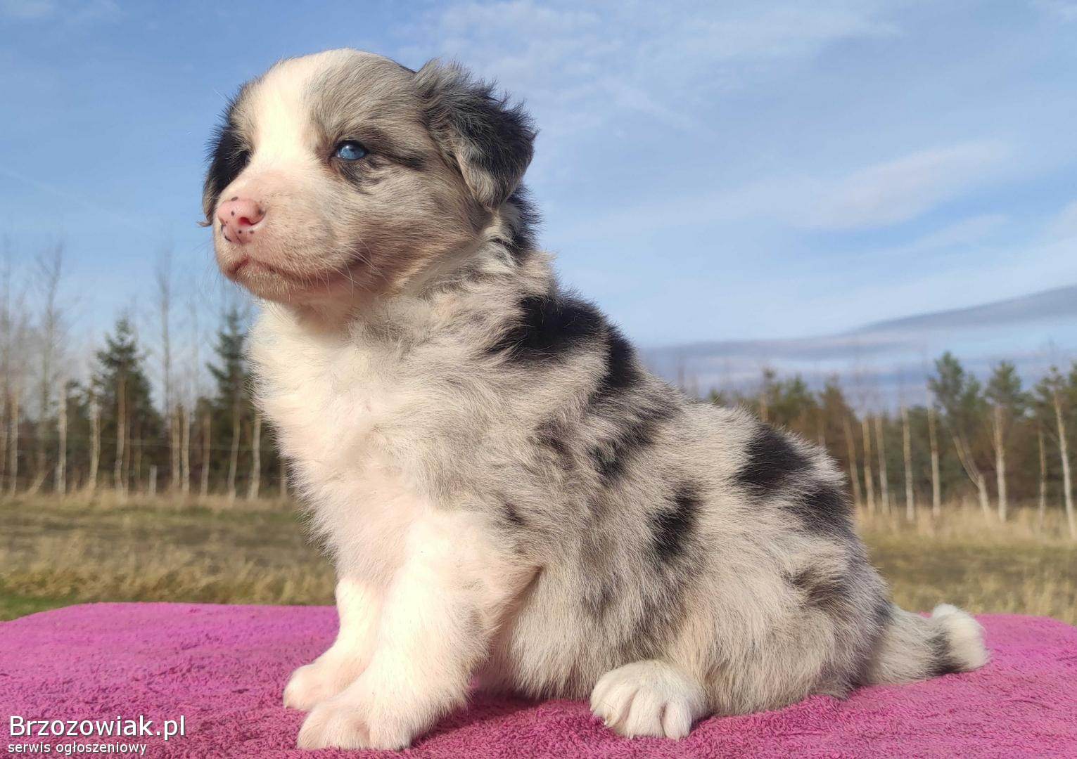 Szczenię BORDER COLLIE z Hodowli -  Rasowy pies z pełną dok.