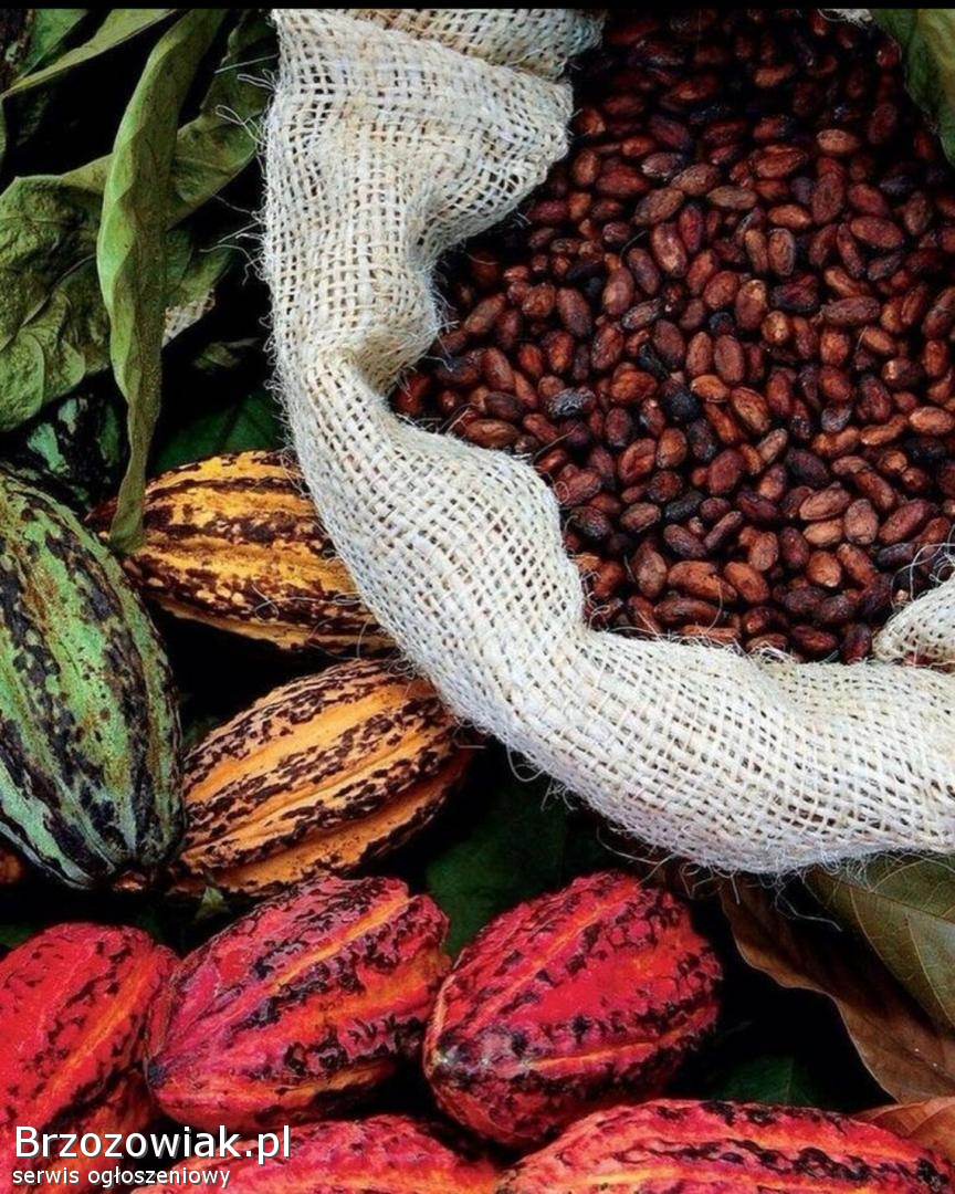 Sprzedajemy suszone na słońcu ziarna kakao/kawy