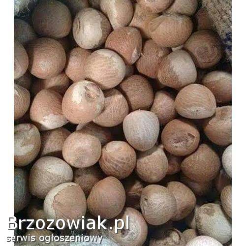 Sprzedajemy suszone orzechy betelowe / orzechy arekowe