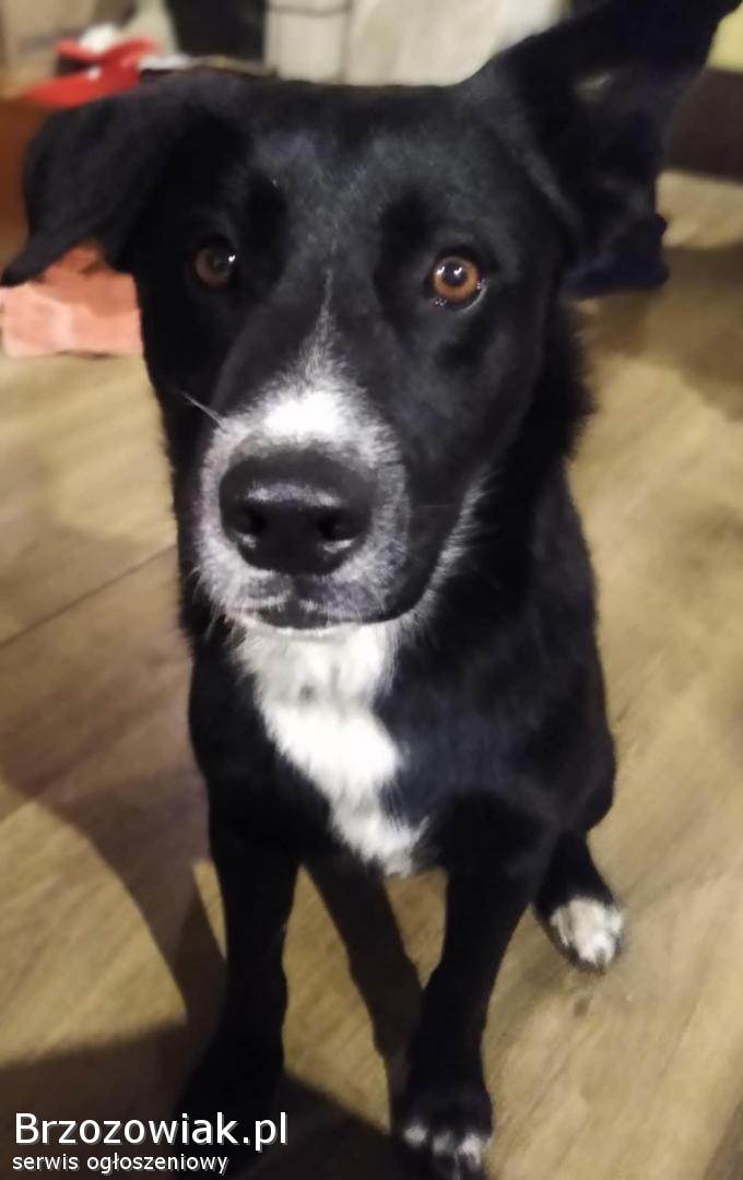 Atos -  roczny,  niekonfliktowy,  przyjazny psiak!