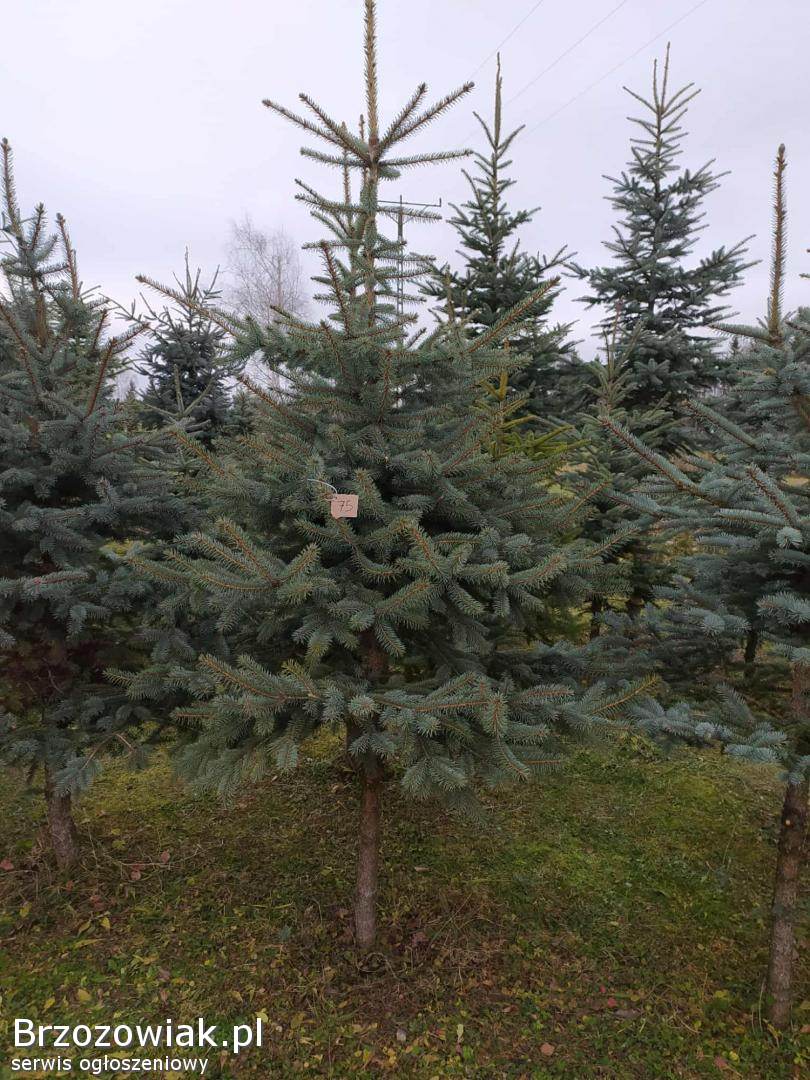 Choinki na święta,  świerk srebrny