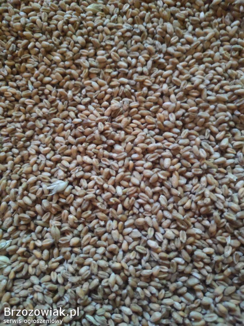 Sprzedam pszenicę 2025