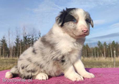 Szczenię BORDER COLLIE z Hodowli -  Rasowy pies z pełną dok.