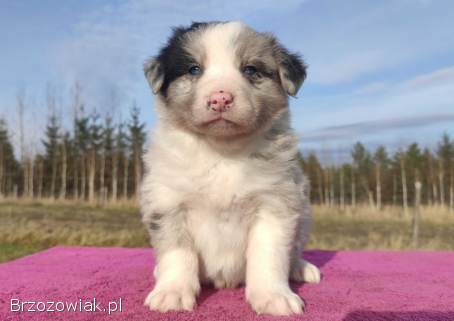 Szczenię BORDER COLLIE z Hodowli -  Rasowy pies z pełną dok.