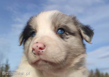 Szczenię BORDER COLLIE z Hodowli -  Rasowy pies z pełną dok.