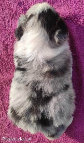 Szczenię BORDER COLLIE z Hodowli -  Rasowy pies z pełną dok.