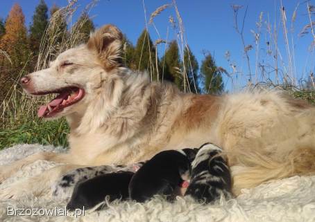 Szczenię BORDER COLLIE z Hodowli -  Rasowy pies z pełną dok.