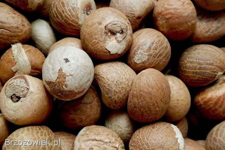 Sprzedajemy suszone orzechy betelowe / orzechy arekowe