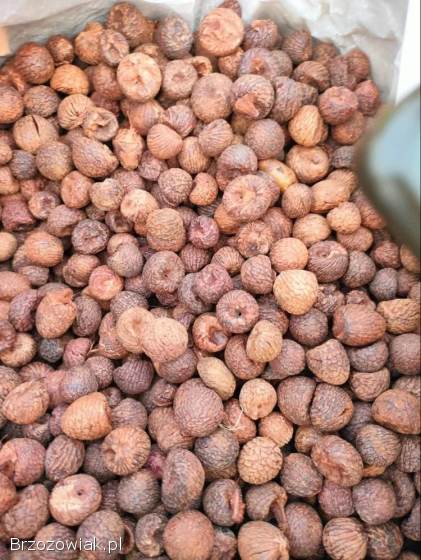Sprzedajemy suszone orzechy betelowe / orzechy arekowe