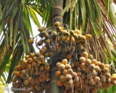 Sprzedajemy suszone orzechy betelowe / orzechy arekowe