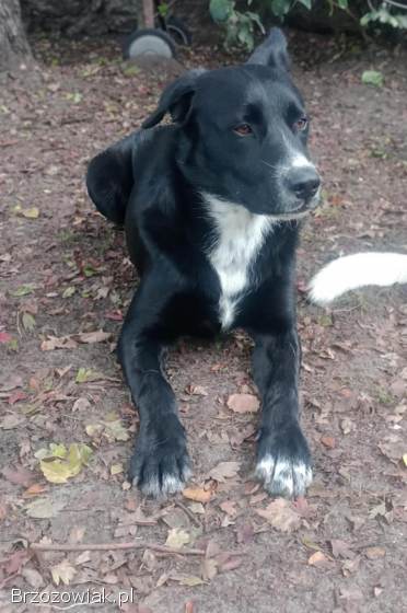 Atos -  roczny,  niekonfliktowy,  przyjazny psiak!