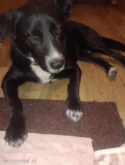 Atos -  roczny,  niekonfliktowy,  przyjazny psiak!