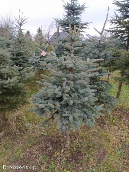 Choinki na święta,  świerk srebrny