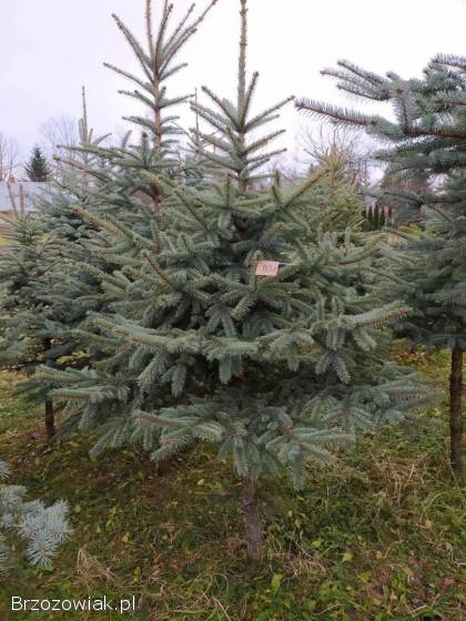 Choinki na święta,  świerk srebrny