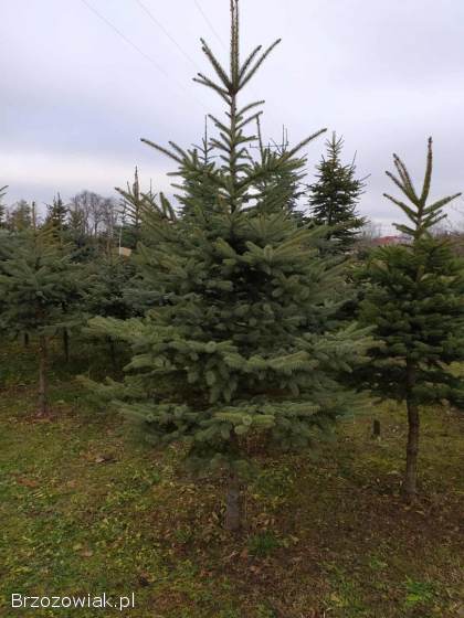 Choinki na święta,  świerk srebrny