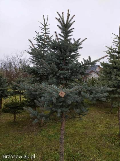 Choinki na święta,  świerk srebrny