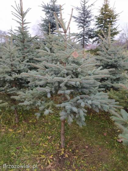 Choinki na święta,  świerk srebrny