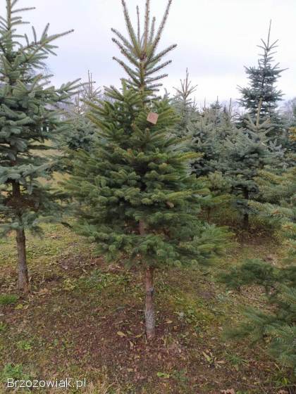 Choinki na święta,  świerk srebrny