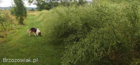 Nostrzyk biały 2 letni