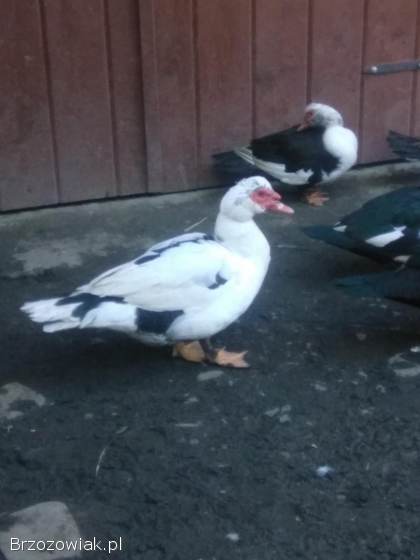 Sprzedam Kaczki Francuskie