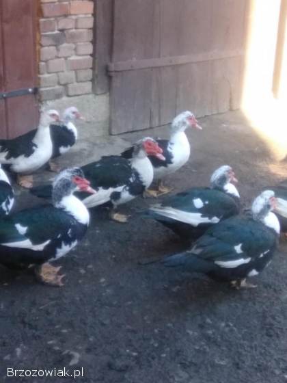 Sprzedam Kaczki Francuskie