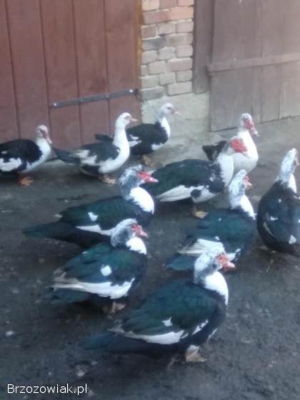 Sprzedam Kaczki Francuskie