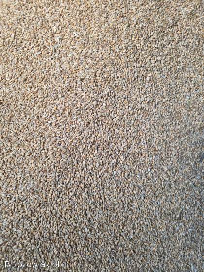 Pszenica ozima workowana