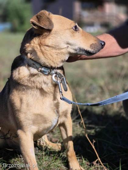 Snikers -  kot w ciele psa szuka domu!