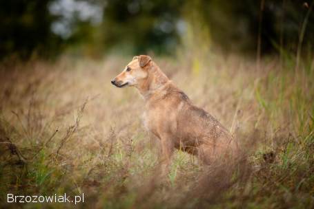 Snikers -  kot w ciele psa szuka domu!