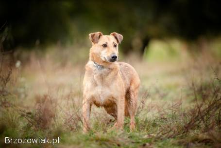 Snikers -  kot w ciele psa szuka domu!