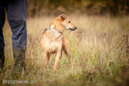 Snikers -  kot w ciele psa szuka domu!