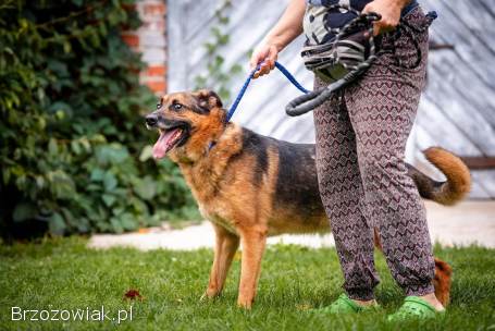 Fantastyczny Lizak -  niekonfliktowy,  rodzinny psiak!