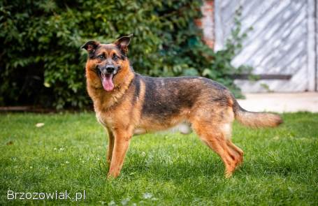 Fantastyczny Lizak -  niekonfliktowy,  rodzinny psiak!