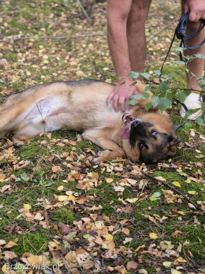 Fantastyczny Lizak -  niekonfliktowy,  rodzinny psiak!