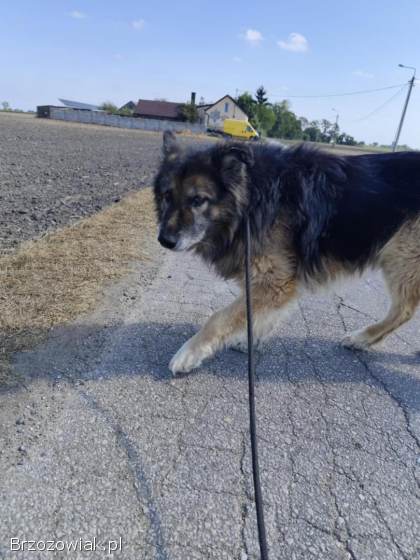 Aron -  kochany,  przyjazny owczarek szuka domu!