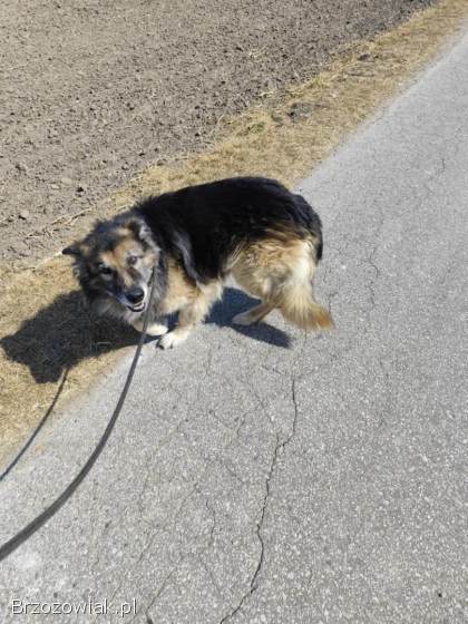 Aron -  kochany,  przyjazny owczarek szuka domu!