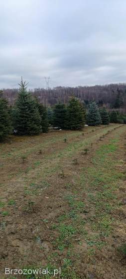 Choinki żywe cięte jodła kaukaska świerk do 5m