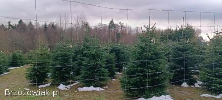 Choinki żywe cięte jodła kaukaska świerk do 5m