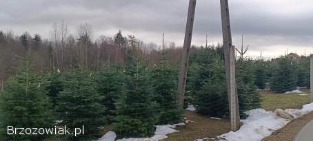 Choinki żywe cięte jodła kaukaska świerk do 5m