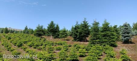 Choinki żywe cięte jodła kaukaska świerk do 5m