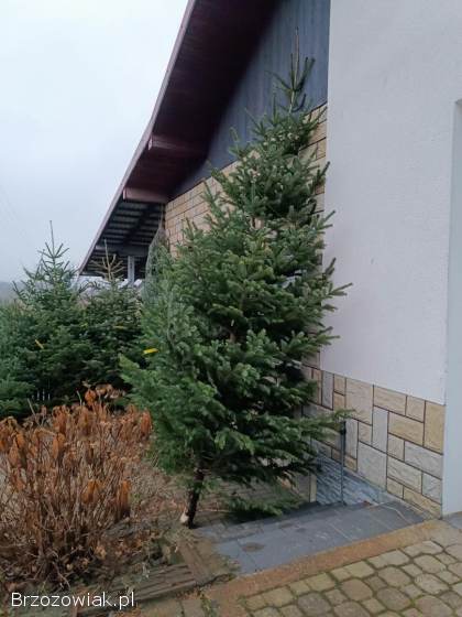 Choinki żywe cięte jodła kaukaska świerk do 5m