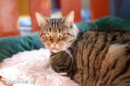 Wspaniałe,  kochane koty BŁAGAJĄ o dom!