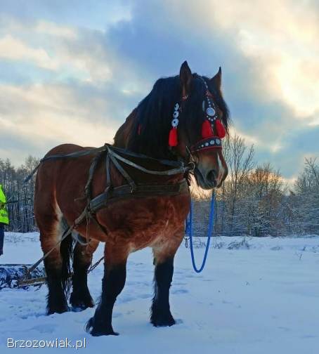 Ogier Zimnokrwisty PKZ