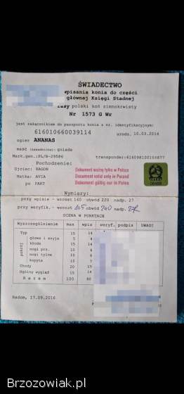 Ogier Zimnokrwisty PKZ