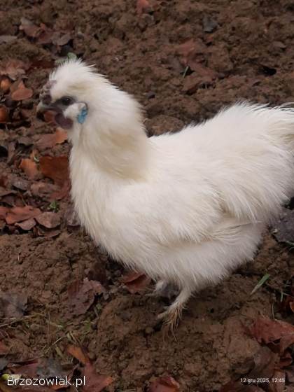 Kogut Silka z Wiosny