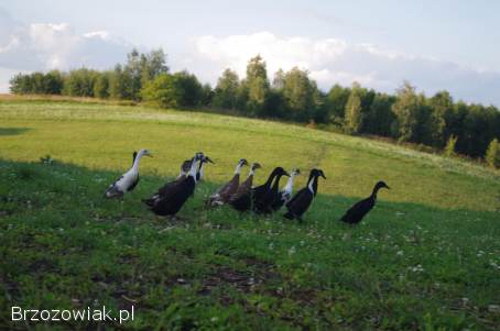 Biegusy,  kaczki biegusy/ para/ wiosna 2025