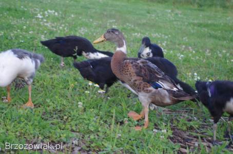 Biegusy,  kaczki biegusy/ para/ wiosna 2025