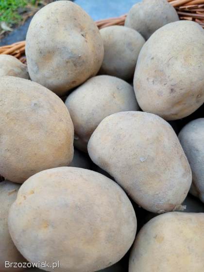 Ziemniaki jadalne Excellency